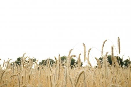 小麦, 麦田, 小麦穗, 穗状花序, 谷物, 粮食, 可耕
