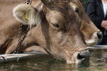 almabtrieb, 母牛, 口渴, 动物, 瑞士褐