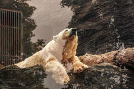 熊, 白色, 岩石, 食肉动物, 北极, 感冒, 雪