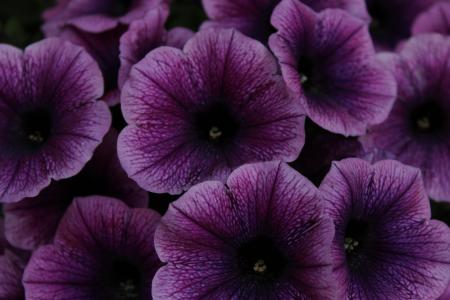 帕尤妮亚, 花, 紫色, 花, 花园矮牵牛, 关闭, 自然