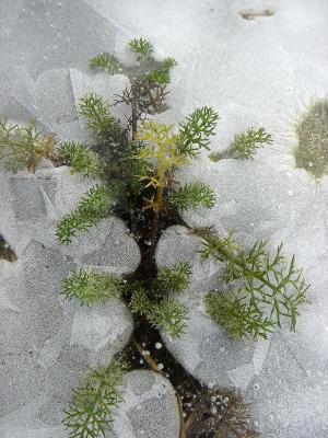 冬天, 弗罗斯特, 冰, 植物, 冻结