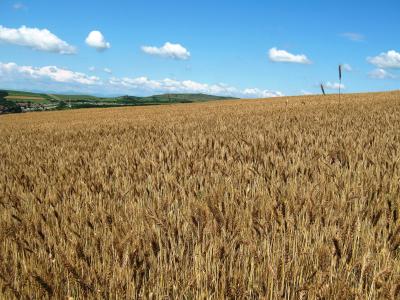小麦, 训练, 2012, 农业