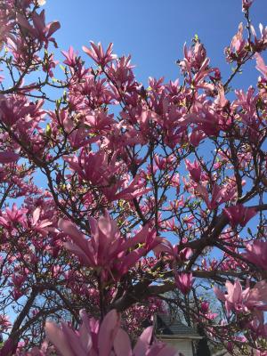 木兰, 开花的树, 春天, 粉红色的颜色, 树, 自然, 花