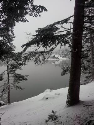 雪, 树, 湖, 冬天