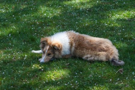 牧羊犬, 狗, 睡眠, 草甸, 休息, 累了