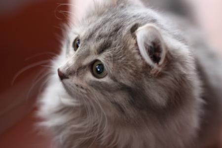 猫, 只灰色的猫, 鼻子, 宠物, 家猫, 动物主题, 动物毛