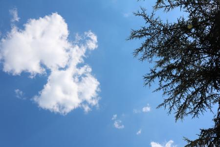 天空, 蓝色, 云彩, 夏季, 温暖, 树, 自然