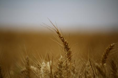 小麦, 字段, 麦田, 谷物, 免疫, 收获, 文化
