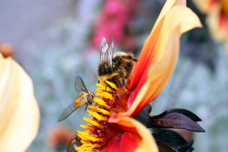 昆虫, 黄蜂, 蜜蜂, 蚜, 花, 雄蕊, 花瓣