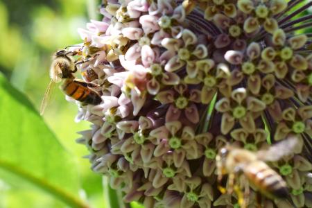 蜂蜜蜂, 花, 昆虫, 蜜蜂, 自然, 授粉, 花粉