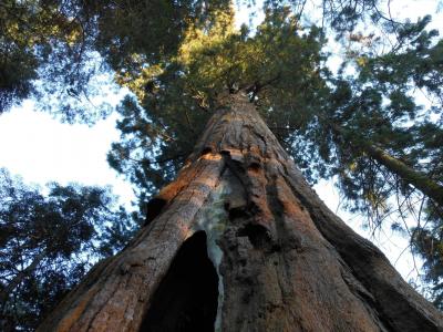 大树, 森林, 古代, 加利福尼亚州, 常绿, 巨人, 红杉资本