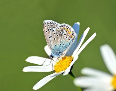 昆虫, 自然, 生活, 蝴蝶-昆虫, 夏季, 动物, 大自然的美