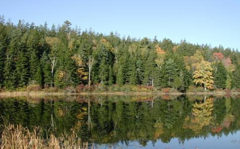 新英格兰, 松树, 自然, 秋天, 水, 湖, 反思