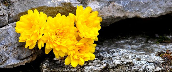 菊花, 花, 花, 黄色, 石头, 自然, 宏观