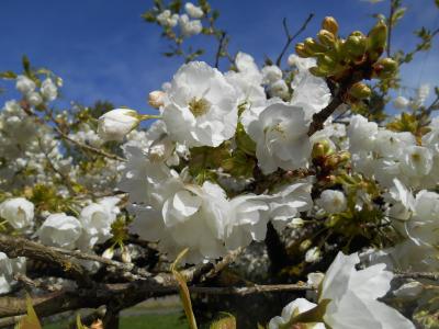 樱桃, 树, 花朵, 白色的花, 春天