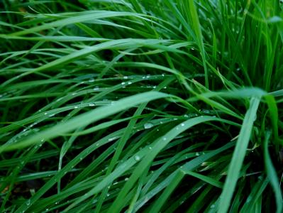 草, 绿色, 露水, 滴着清晨的露水