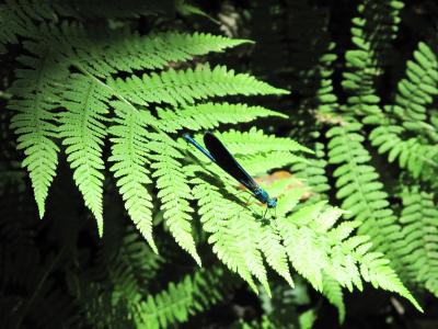 比利牛斯, 蕨类植物, 蜻蜓, 蝴蝶, 自然, 叶, 绿色的颜色