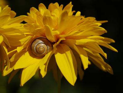 花, 蜗牛, 黄色, 壳, 花园, 自然, 特写