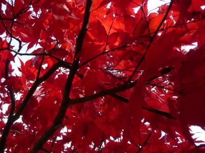 红色, 枫树, 叶子, 秋天, 叶子, 分公司, 赛季