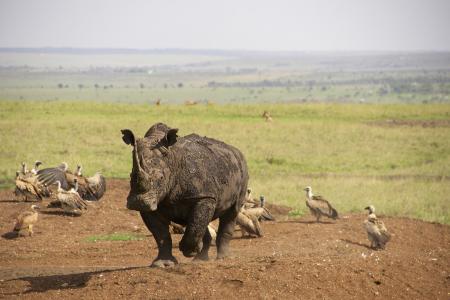 犀牛, 肯尼亚, 内罗毕国家公园, 野生动物园