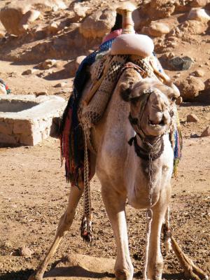 埃及, 西奈, 骆驼