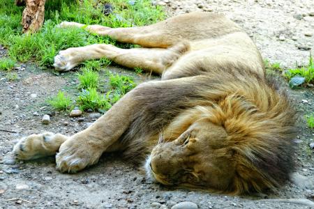 狮子, 在撒谎, 困了, 睡觉, 动物, 累了, 休息