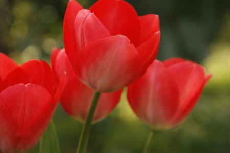 郁金香, 红色, 打开, 夏季, 春天, 花, 自然