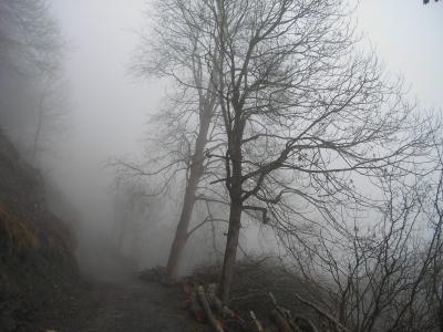 雾, 树木, 森林, 秋天, 自然, 心情, 神秘
