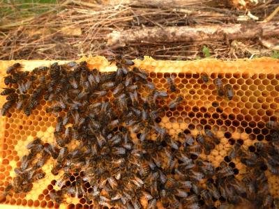 蜂窗口, 养蜂人, 育种, 蜜蜂, 蜜蜂
