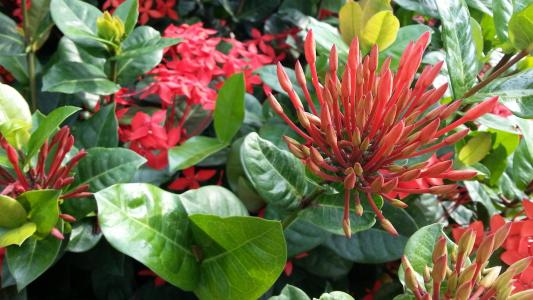 红色的花朵, 开花, 龙船品种, 绿色的树叶, 花瓣, 植物区系, 植物