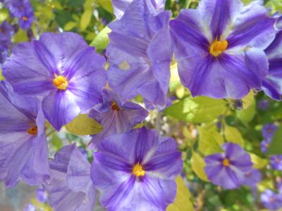 花, 紫罗兰, 野生, 植物, 紫罗兰色的花, 紫色, 春天