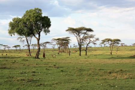 肯尼亚, 萨凡纳, 野生动物园