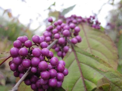 美丽的果子, 洒灌木, 紫罗兰色, 水果, nonpareils, 浆果, 自然