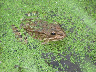 青蛙, 湖, 隐藏, 绿色, 野生, 自然