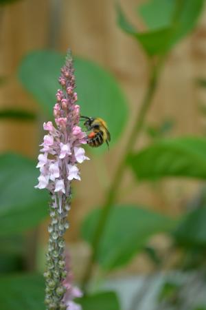 大黄蜂, 饮用花蜜, 淡粉色金钱, 村舍花园, 昆虫, 花, 夏季