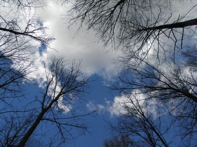 树木, 审美, 天空, 云彩, 蓝色, 自然, 森林