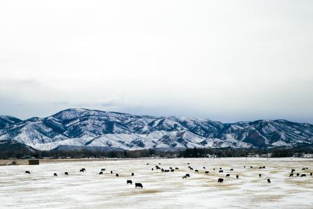 雪山, 牛, 农场, 雪, 动物, 农业, 景观