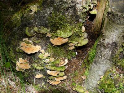 真菌, 蘑菇, 真菌, 树, xilobionten, 自然, 树真菌