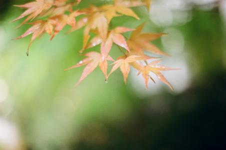秋天, 秋天的落叶, 叶子, 日历, 照片, 自然