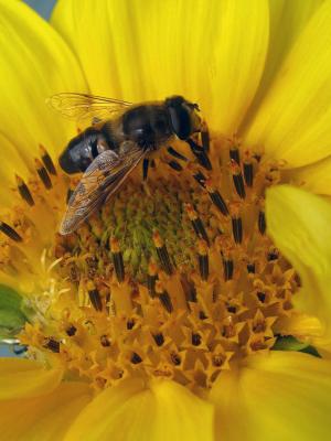 蜜蜂, 花蜜, 昆虫, 蜂蜜, 花粉, 向日葵, 黄色