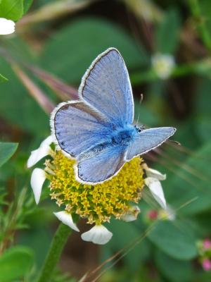 蝴蝶, 花, 花粉, libar, 蓝色的蝴蝶, blaveta, polyommatus 伊卡洛斯