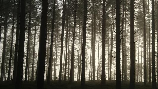 松树, 松林, 早上, 雾, 自然, 景观, 木材