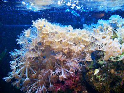 软珊瑚, 水族馆, 挥动的手, 手套珊瑚, 海洋, 生活, 咸水