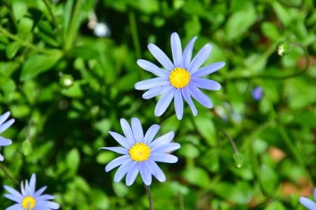蓝色的费莉西亚, 花, 开花, 绽放, 植物, 春天, 植物学
