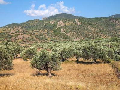 视图, 橄榄树, 山脉, 天空, 希腊, anaxos, 景观