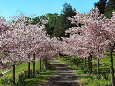樱花, 樱桃树胡同, 粉红色的花朵, 树木, 草坪, 自然, 春天