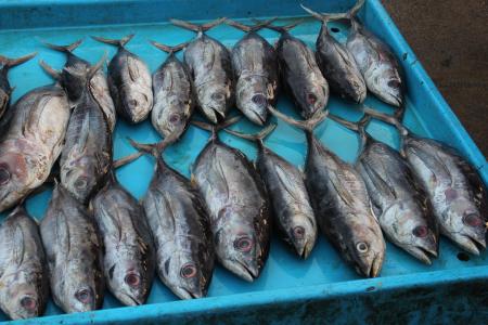 鱼市场, 斯里兰卡, 金枪鱼, 鱼