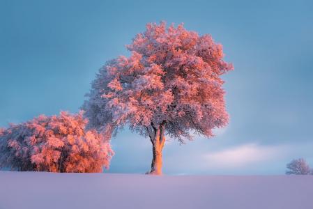 冬天, 雪, 弗罗斯特, 白霜, 树木, 景观, 风景名胜