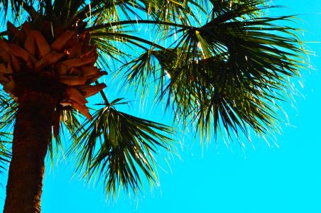 棕榈树, 蓝蓝的天空, 棕榈树, 天空, 棕榈, 蓝色, 自然