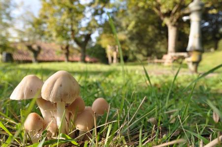 蘑菇, micolodia, 自然, 冬宫, 秋天, 真菌, 森林